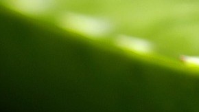 ALOE VERA-Franziska Ingold-PIXABAY