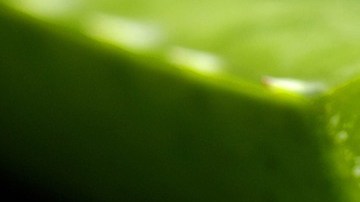 ALOE VERA-Franziska Ingold-PIXABAY