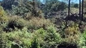 Plantíos de amapola