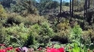 Plantíos de amapola