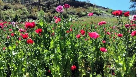 Plantíos de amapola