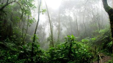 La selva amazónica