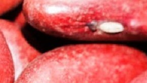 Crédito: icon0.com/Pexels