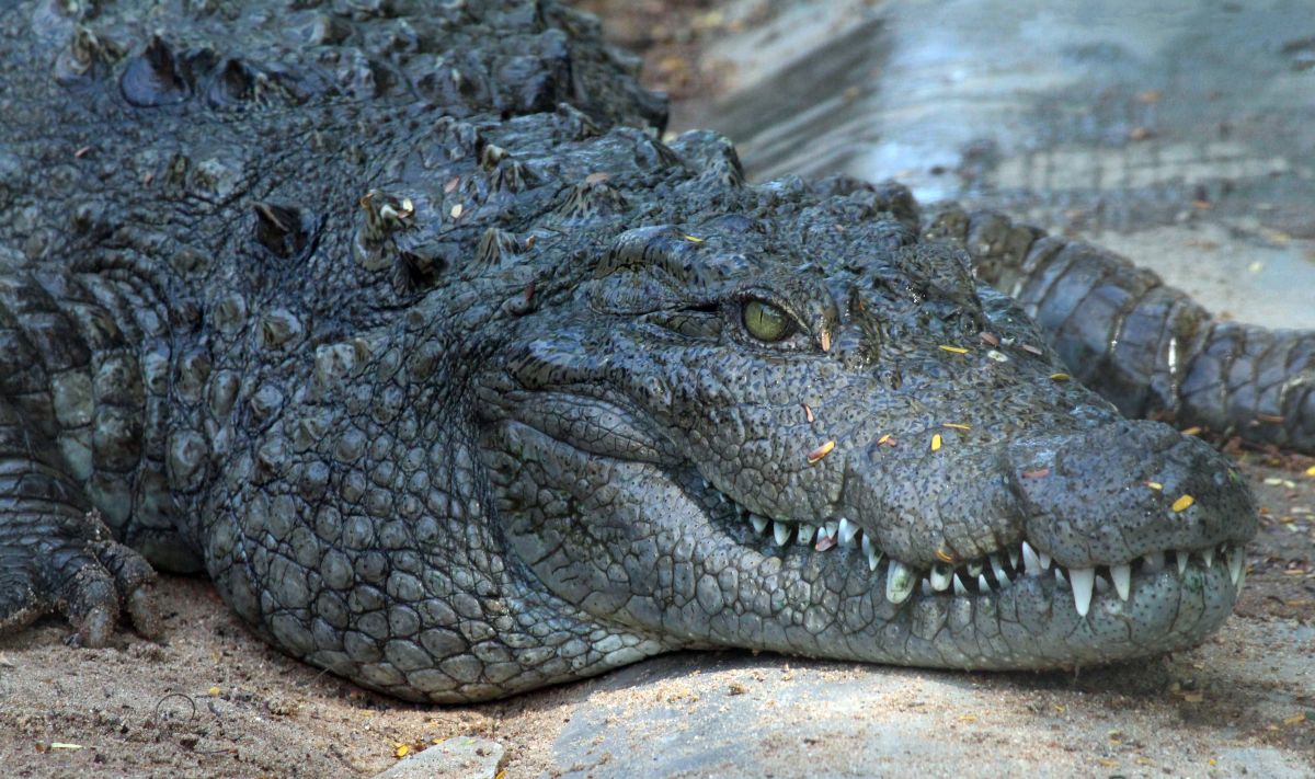 Invasión de cocodrilos en Florida tras las inundaciones de la tormenta