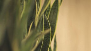 Los estafadores estarán a la orden del día tratando de quitarte tu dinero a través de trampas.