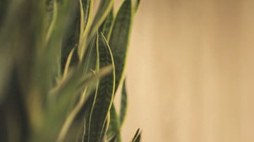 Los estafadores estarán a la orden del día tratando de quitarte tu dinero a través de trampas.