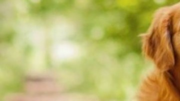 Puedes ganar mucho dinero por cuidar a estos perros.