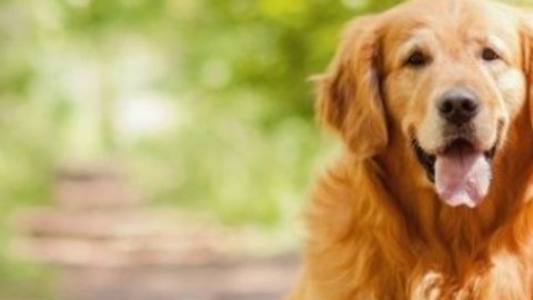 Puedes ganar mucho dinero por cuidar a estos perros.