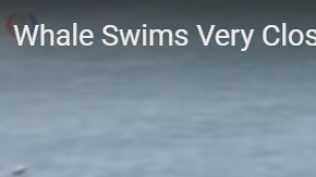 Ballena se acerca a surfistas