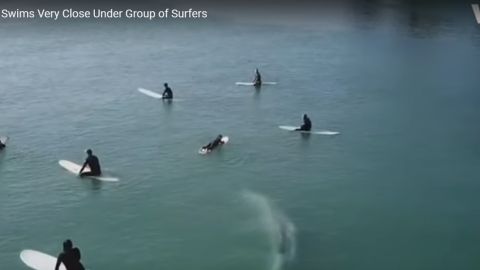 Ballena se acerca a surfistas