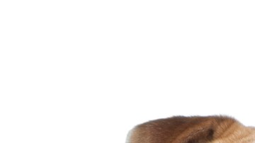 ¿Estás listo para adoptar una mascota?