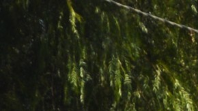 Jóvenes amparados por DACA dicen que EEUU es su hogar y un cambio al programa afectaría su futuro. (Alejandro Cano)