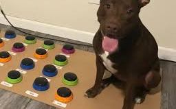 La perrita consigue comunicarse con sus dueños casi como si pudiera hablar.