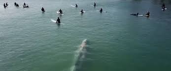 Una ballena nada entre surfistas en California.