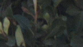 Según la Barra de Abogados de California, Samaris Estrada no tenía la autorización legal para representar a clientes en una corte de migración. (Alejandro Cano)