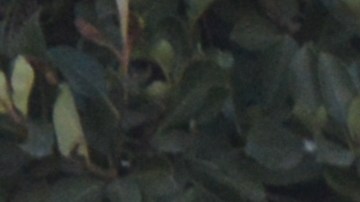 Según la Barra de Abogados de California, Samaris Estrada no tenía la autorización legal para representar a clientes en una corte de migración. (Alejandro Cano)