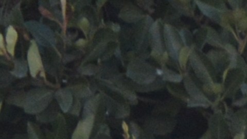 Según la Barra de Abogados de California, Samaris Estrada no tenía la autorización legal para representar a clientes en una corte de migración. (Alejandro Cano)