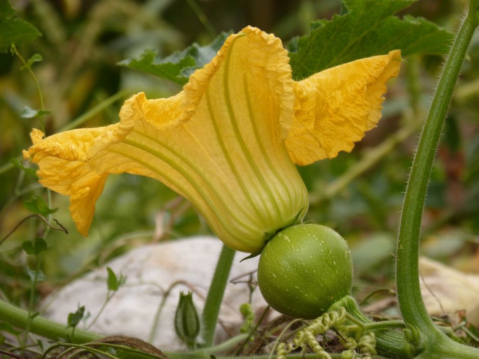 5 delicias con Flor de Calabaza, desde unas quesadillas hasta budín con