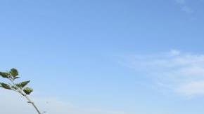 Cannon Michael, presidente de Bowles Farming Company en Los Baños, California, camina entre tomates que no fueron utilizados y posiblemente se echarán a perder en el suelo. (Foto: John Walker/The Fresno Bee)