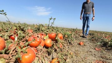 Cannon Michael, presidente de Bowles Farming Company en Los Baños, California, camina entre tomates que no fueron utilizados y posiblemente se echarán a perder en el suelo. (Foto: John Walker/The Fresno Bee)