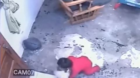 El gato evitó a toda costa que el bebé se acercara a la escalera.