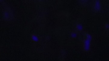 El joven de 22 años quiere conocer al Diego.