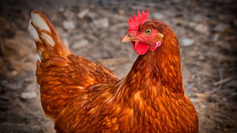 El hombre pensó que podría escoger el número de gallinas con el que se quedaría.