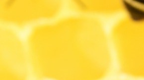 El abuso de pesticidas, la deforestación y la falta de flores contribuyen a la desaparición de las abejas.