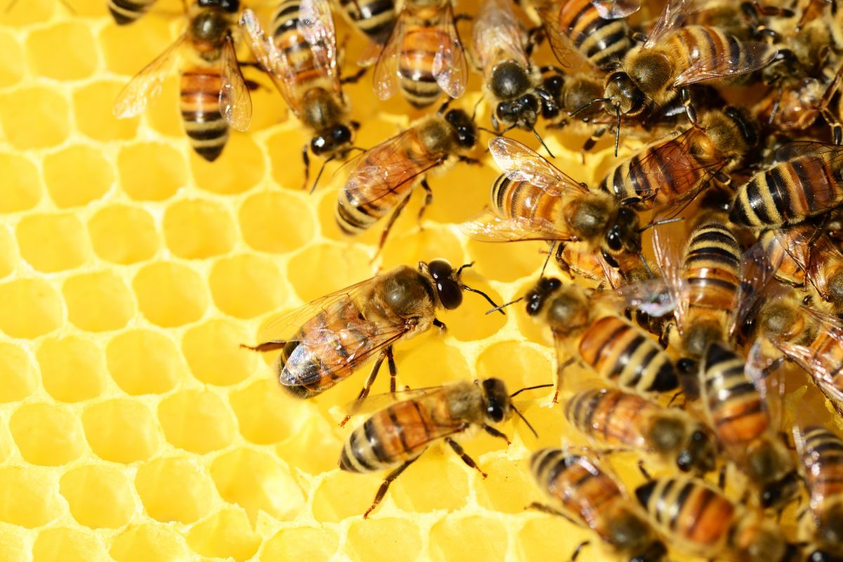 honey bees 326337 1920