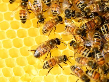 El abuso de pesticidas, la deforestación y la falta de flores contribuyen a la desaparición de las abejas.