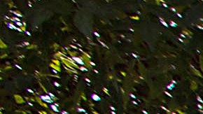 Ricardo Peláez y Miguel Herrera.