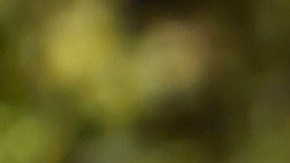 La Selección Mexicana Sub 17 fue elogiada por el DT campeón del Mundo de la categoría en el 2011.