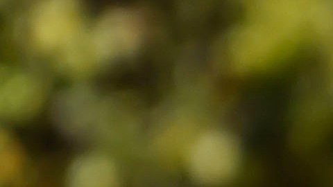 La Selección Mexicana Sub 17 fue elogiada por el DT campeón del Mundo de la categoría en el 2011.