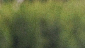 Se percibe un ambiente de calma entre los Chivahermanos.