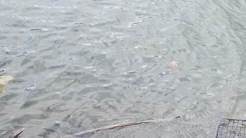 El perro fue encontrado en pésimas condiciones.