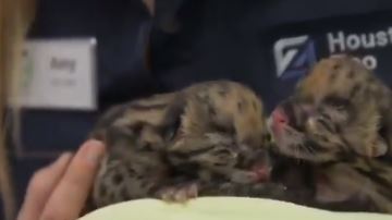 El zoológico no ha dado a conocer los nombres de los cachorros.