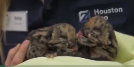 El zoológico no ha dado a conocer los nombres de los cachorros.