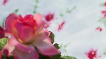 Foto: PxHere