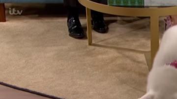 Perro vegano...o no tanto.