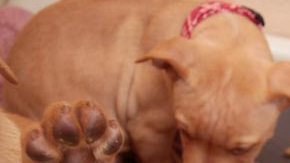 Muchos perros y gatos necesitan un hogar.