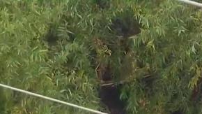 Rescatan hombre que quedó atrapado en Río de Los Ángeles.