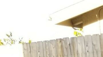 El vendedor de este Ford Mustang Cobra II de 1978 puso un poster de la actriz americana para dar a entender sus orígenes, pero no es el vehículo original