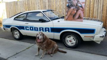 El vendedor de este Ford Mustang Cobra II de 1978 puso un poster de la actriz americana para dar a entender sus orígenes, pero no es el vehículo original