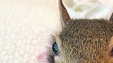 squirrel-sleeps-with-teddy-bear-1