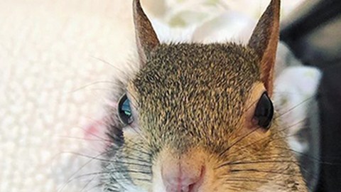 squirrel-sleeps-with-teddy-bear-1