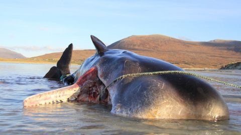 109971693_whale
