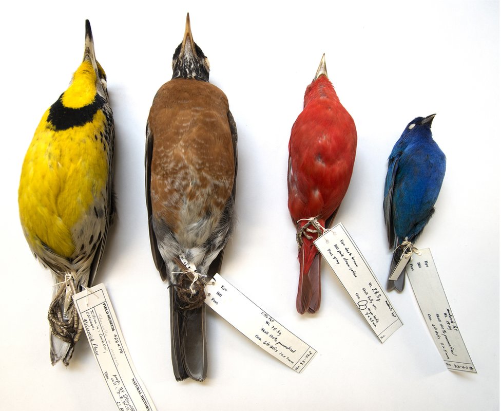 Investigaron más de 70 mil aves de 52 especies de aves migratorias.