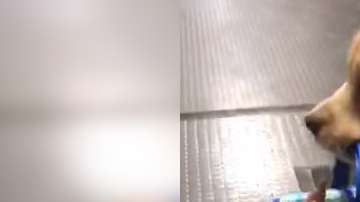 Ben Franklin cazado en pleno robo.