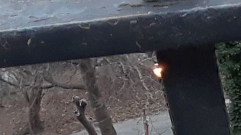 Peligrosa línea entre inmadurez y crimen en el caso de Tessa Majors