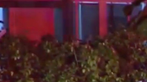 El conductor y su novia saltaron por los aires al chocar contra un árbol en esta ciudad de Florida.